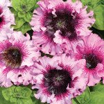 Петуния Розеа F1 /50 гранул/ *Cerny*