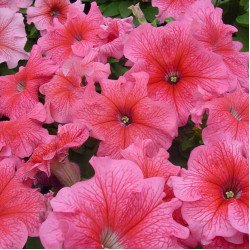 Петуния Танго F1 красная с прожилками (red veined) /50 семян (драже)/ *Hem Genetics*