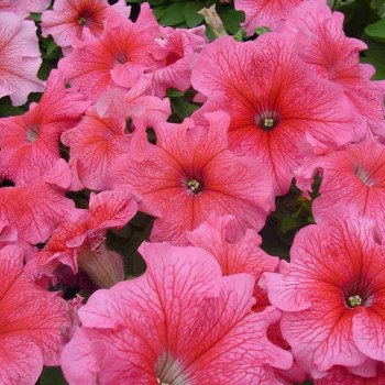 Петунія Танго F1 червона з прожилками (red veined) /50 насінин (драже)/ *Hem Genetics*