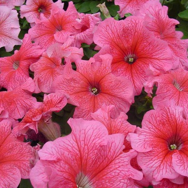 Семена петунии грандифлоры Танго F1 красная с прожилками (red veined) /50 семян (драже)/ *Hem Genetics*
