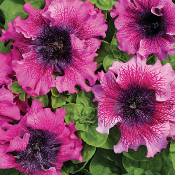 Насіння петунії грандіфлори Темно-пурпурна F1 /50 гранул/ *Cerny*