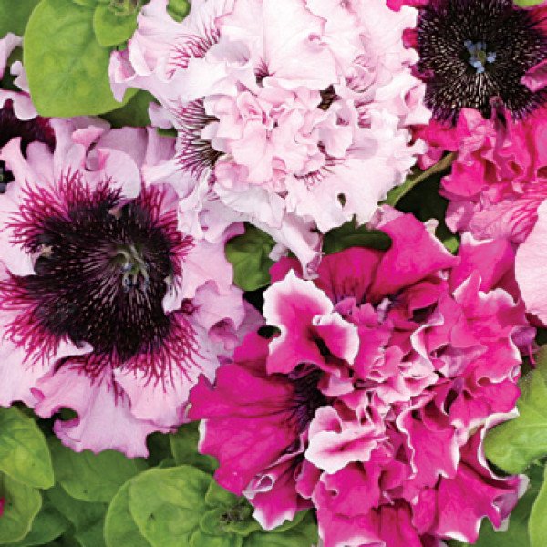 Насіння петунії грандіфлори Черніго тріумф F1 /50 гранул/ *Cerny*