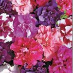 Петунія Чудова суміш F1 /50 гранул/ Pan American*