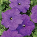 Петуния Андреа F1 /50 гранул/ *Cerny*