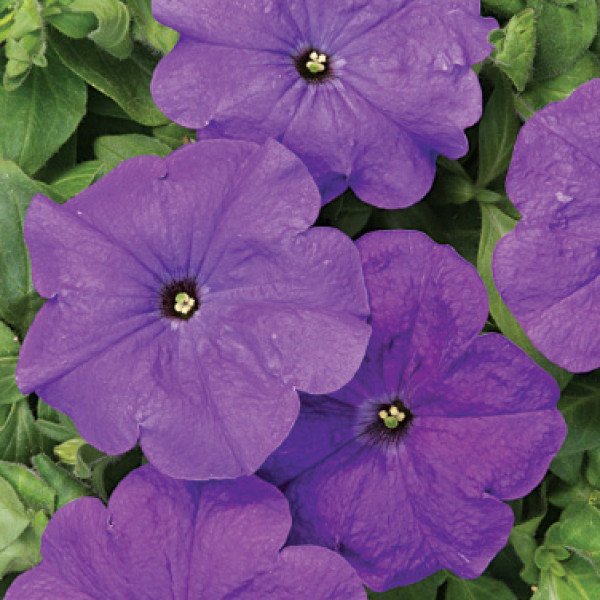 Насіння петунії мультифлори Андреа F1 /50 гранул/ *Cerny*