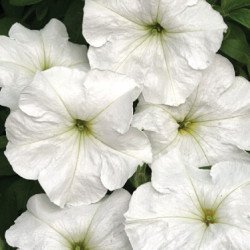 Петуния Анжелика F1 /50 гранул/ *Cerny*