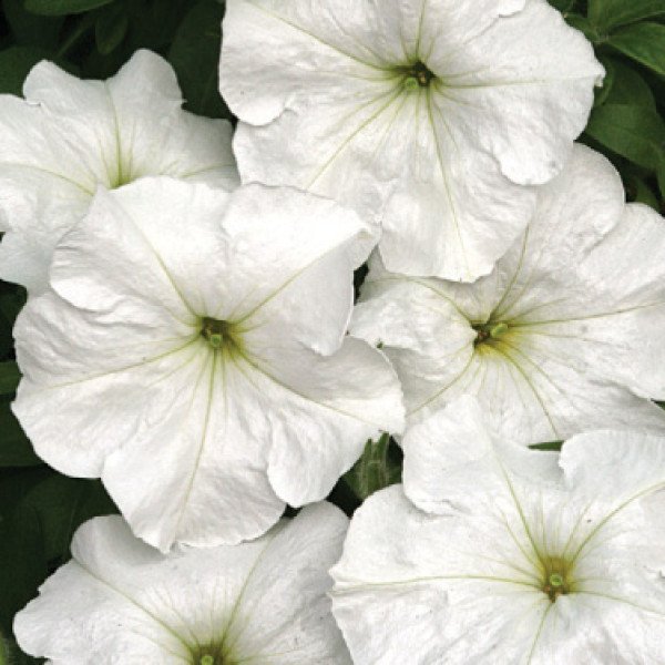 Семена петунии мультифлоры Анжелика F1 /50 гранул/ *Cerny*