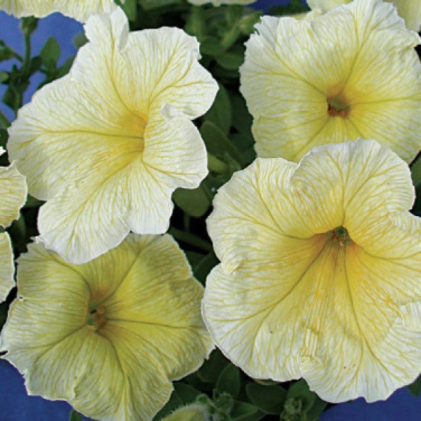 Семена петунии мультифлоры Береника F1 /50 гранул/ *Cerny*