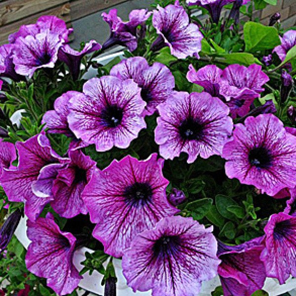 Семена петунии мультифлоры Бригитта F1 /50 гранул/ *Cerny*