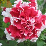 Петуния Дует F1 розовая с белым /50 гранул/ *Pan American*