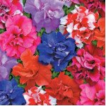 Петуния Дует F1 смесь /50 гранул/ *Pan American*