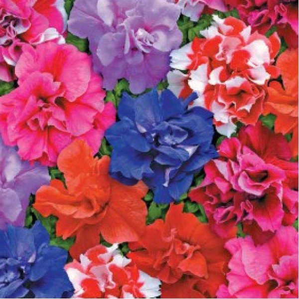 Насіння петунії мультифлори Дує F1 суміш /50 гранул/ *Pan American*