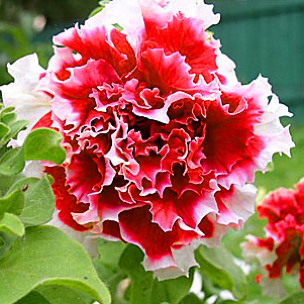 Насіння петунії мультифлори Дует F1 червона з білим /50 гранул/ *Pan American*