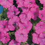 Петуния Карлик F1 фиолетовая /50 гранул/ *Cerny*