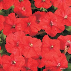 Петуния Карлик F1 красная /50 гранул/ *Cerny*