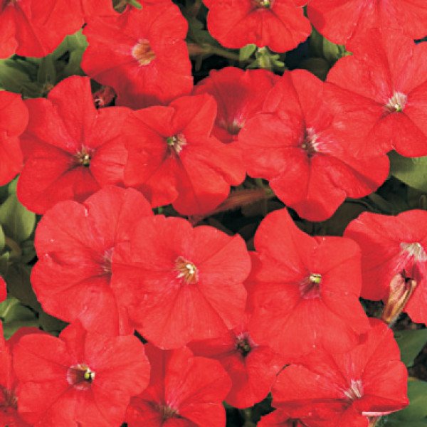 Семена петунии мультифлоры Карлик F1 красная /50 гранул/ *Cerny*