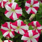 Петунія Ламбада F1 рожева зірка (rose star) /50 насінин (драже)/ *Hem Genetics*