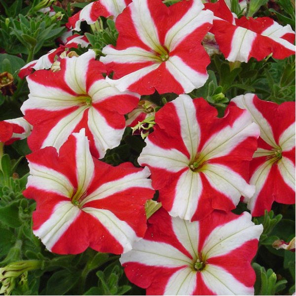 Семена петунии мультифлоры Ламбада F1 красная звезда (red star) /50 семян/ *Hem Genetics*