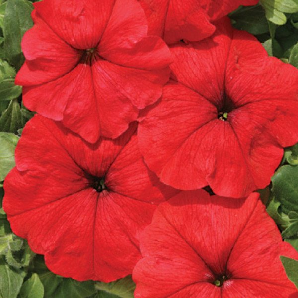 Семена петунии мультифлоры Марика F1 /50 гранул/ *Cerny*