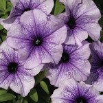 Петуния Нора F1 /50 гранул/ *Cerny*