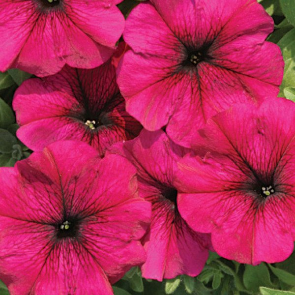 Насіння петунії мультифлори Сільвія F1 /50 гранул/ *Cerny*