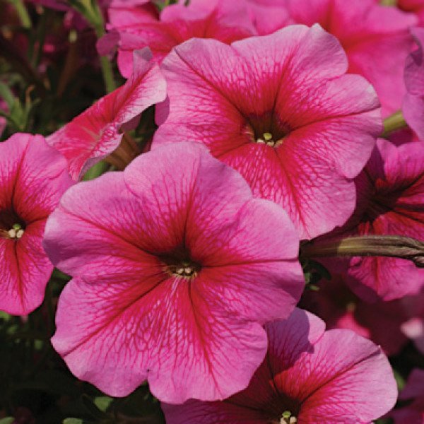 Насіння петунії мультифлори Софія F1 /50 гранул/ *Cerny*