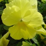 Віола Целло F1 лимонно-жовта /50 гранул/ *Hem Genetics*