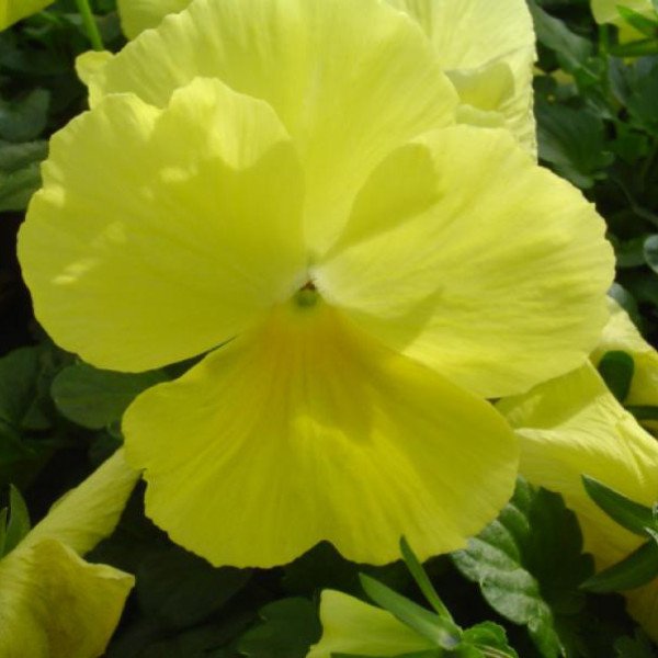 Насіння фіалки Целло F1 лимонно-жовта /50 гранул/ *Hem Genetics*