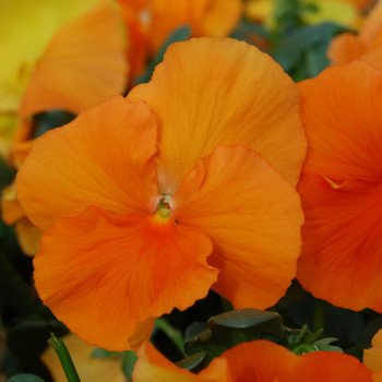 Виола Целло F1 насыщенно-оранжевая /50 гранул/ *Hem Genetics*