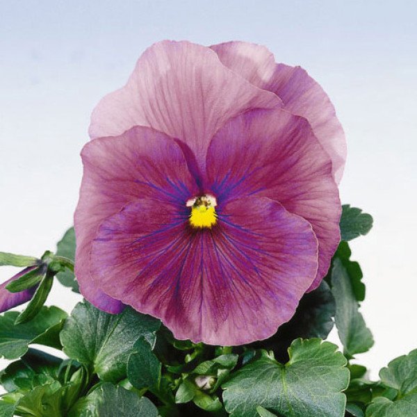 Насіння фіалки Целло F1 ніжно-рожева /50 гранул/ *Hem Genetics*