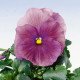 Віола Целло F1 ніжно-рожева /50 гранул/ *Hem Genetics*