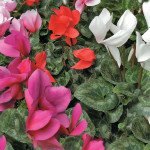 Цикламен Маленький Принц F1 смесь /20 шт/ *Hem Zaden*