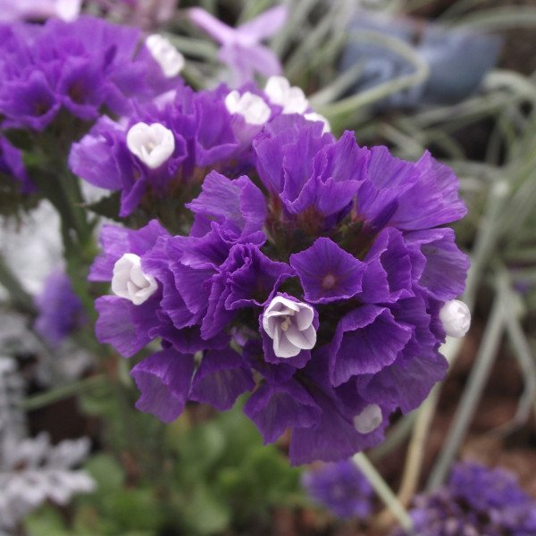 Насіння кермека QIS пурпурний /50 гранул/ *Pan American*