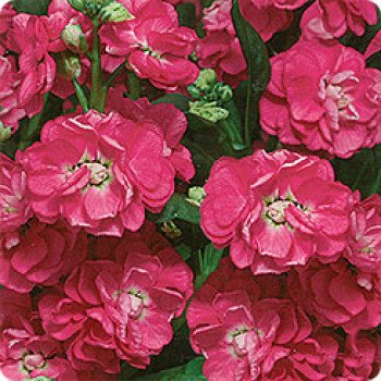 Маттиола Сахар и специи розовая /0,2 г/ *Pan American*