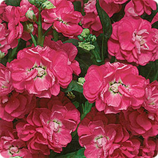 Насіння матіоли Цукор і спеції рожева /0,2 г/ *Pan American*