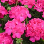 Пеларгонія Апачі F1 насичено-рожева /20 шт/ *Hem Genetics*