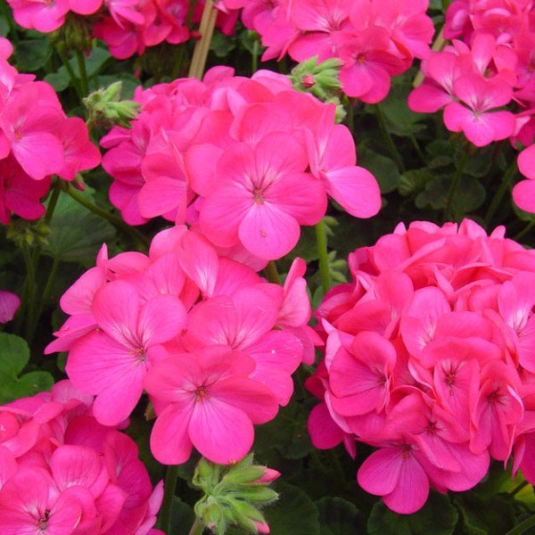 Насіння пеларгонії зональної Апачі F1 насичено-рожева /20 шт/ *Hem Genetics*