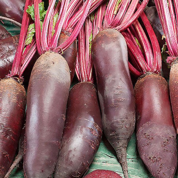 Семена свеклы Цилиндра /500 г/ *GSN Semences*