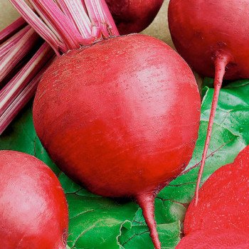 Буряк Червона куля /500 г/ *GSN Semences*