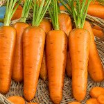 Морковь Курода /500 г/ *GSN Semences*