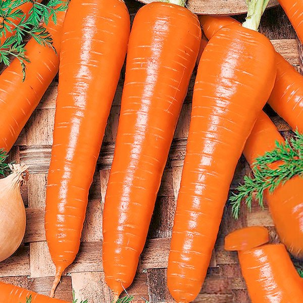 Насіння моркви Червоний Велетень /0,5 кг/ *Satimex*