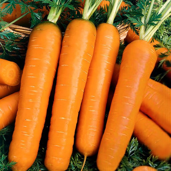 Насіння моркви Памела /0,5 кг/ *Satimex*