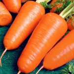 Морковь Шантане Ред Коред /500 г/ *GSN*