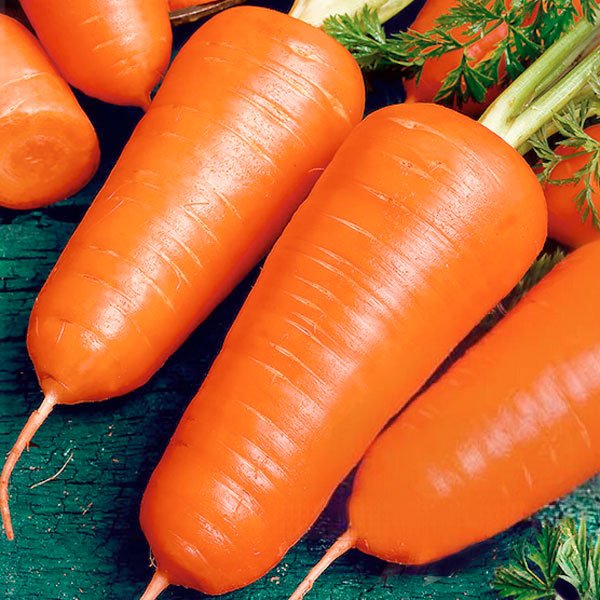 Насіння моркви Шантане Ред Коред /0,5 кг/ *GSN*