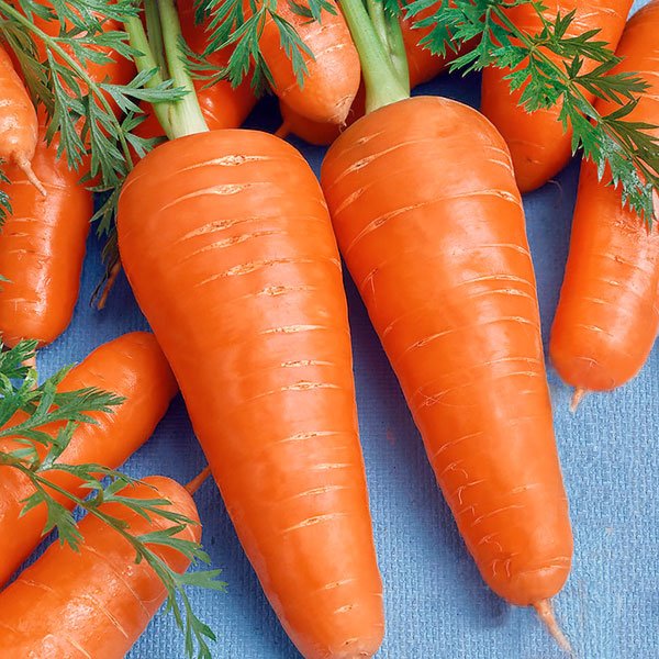 Насіння моркви Шантане Роял /0,5 кг/ *GSN Semences*