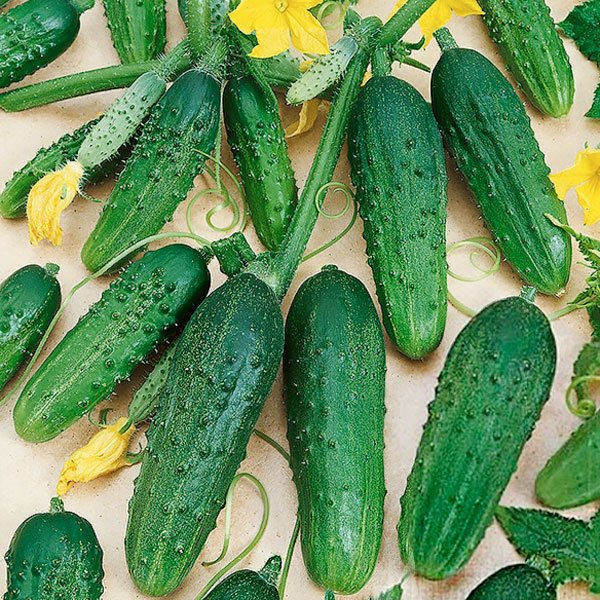 Семена огурца Ира F1 /250 г/ *Satimex*