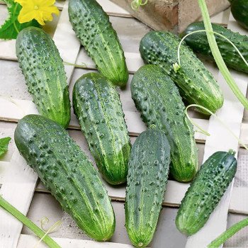 Огірок Забава F1 /250 шт/ *Satimex*