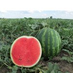 Арбуз Талисман F1 /1.000 семян/ *Nunhems Zaden*