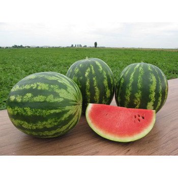 Арбуз Талисман F1 /1.000 семян/ *Nunhems Zaden*