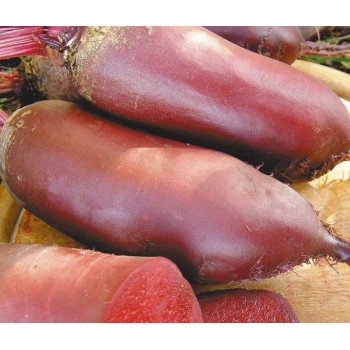 Свекла Атаман /0,5 кг/ *Satimex*